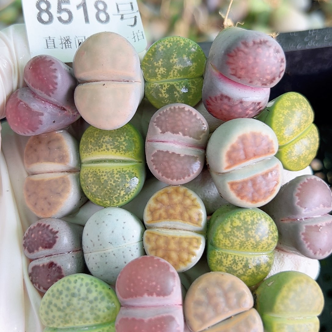 8518 好养易活生石花大母本18个