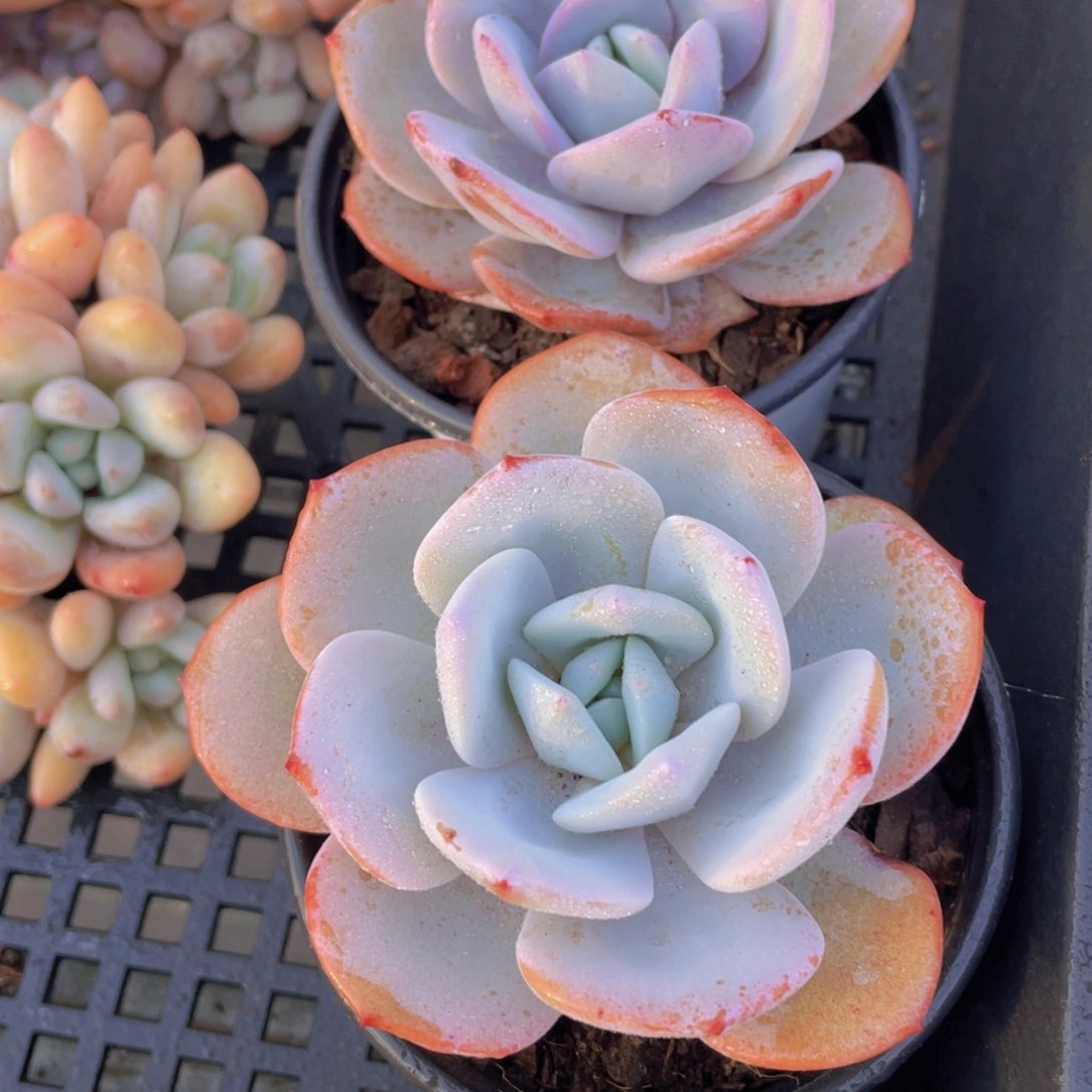 695号宽叶韩货奶茶单头一个