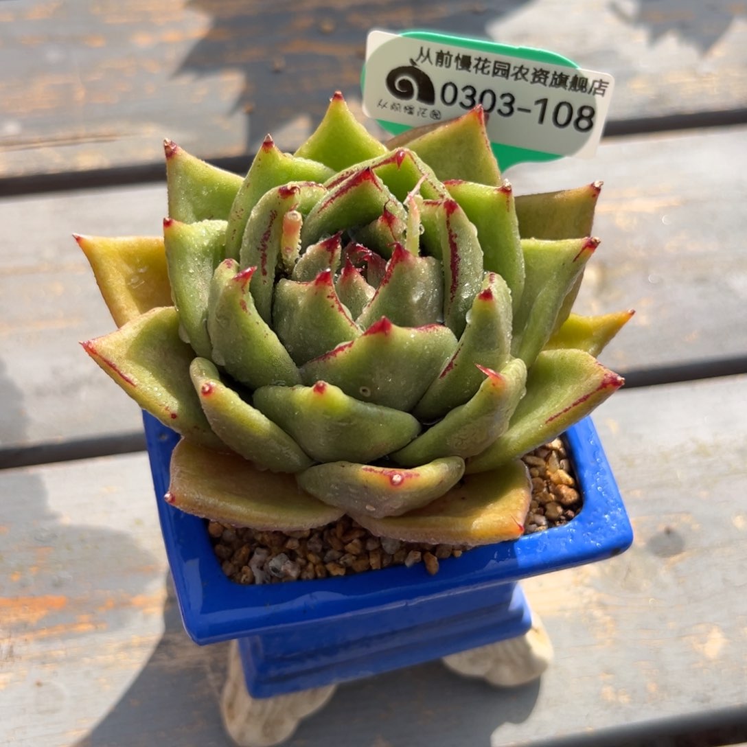 多肉一物一拍0303-108