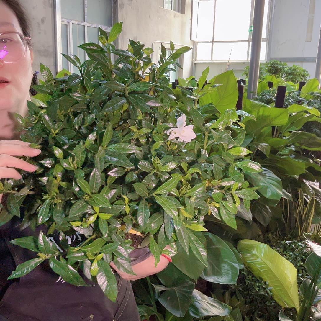 雀舌栀子花1盆全疆包邮