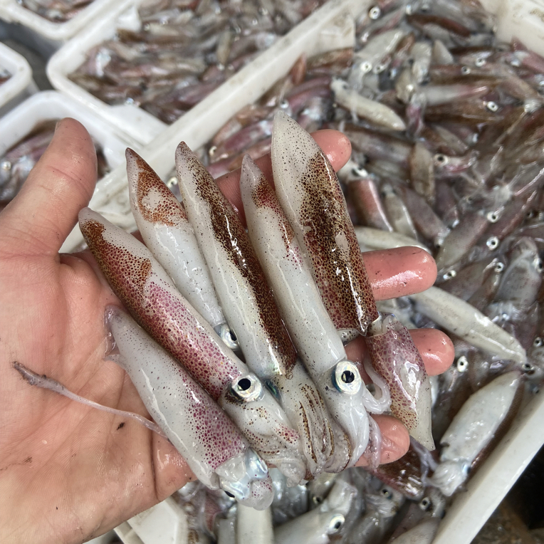 广东阳江海捕一口鱿 灯光鱿鱼 吹筒 海兔 3斤