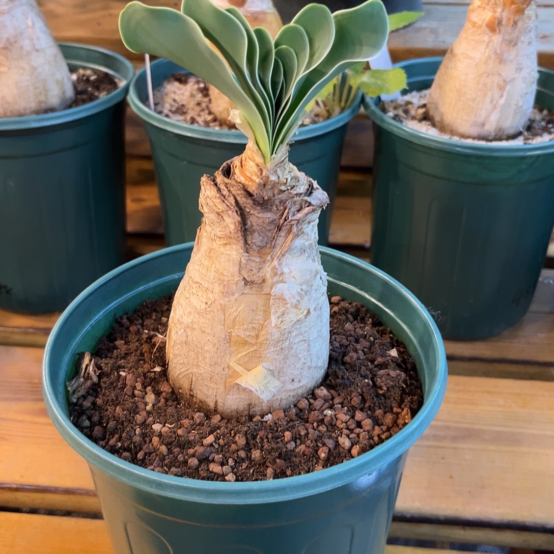 利***因汤圆植物巨凤之卵