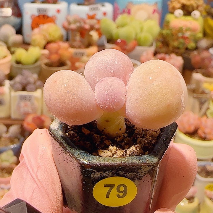 T肥肥蛋黄奶盆口2.5cm