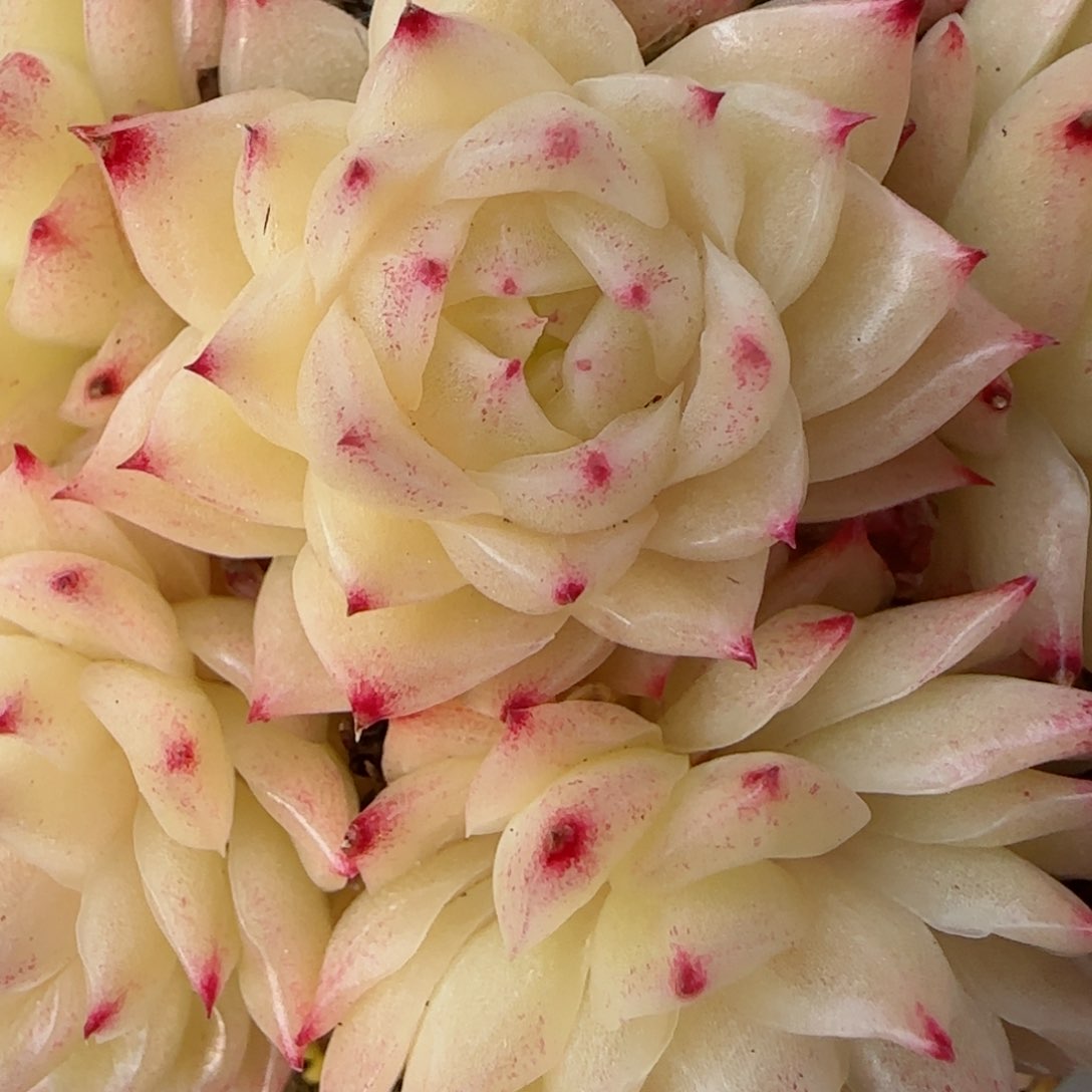 九****》【闪购商品】0310-32优选麦杆