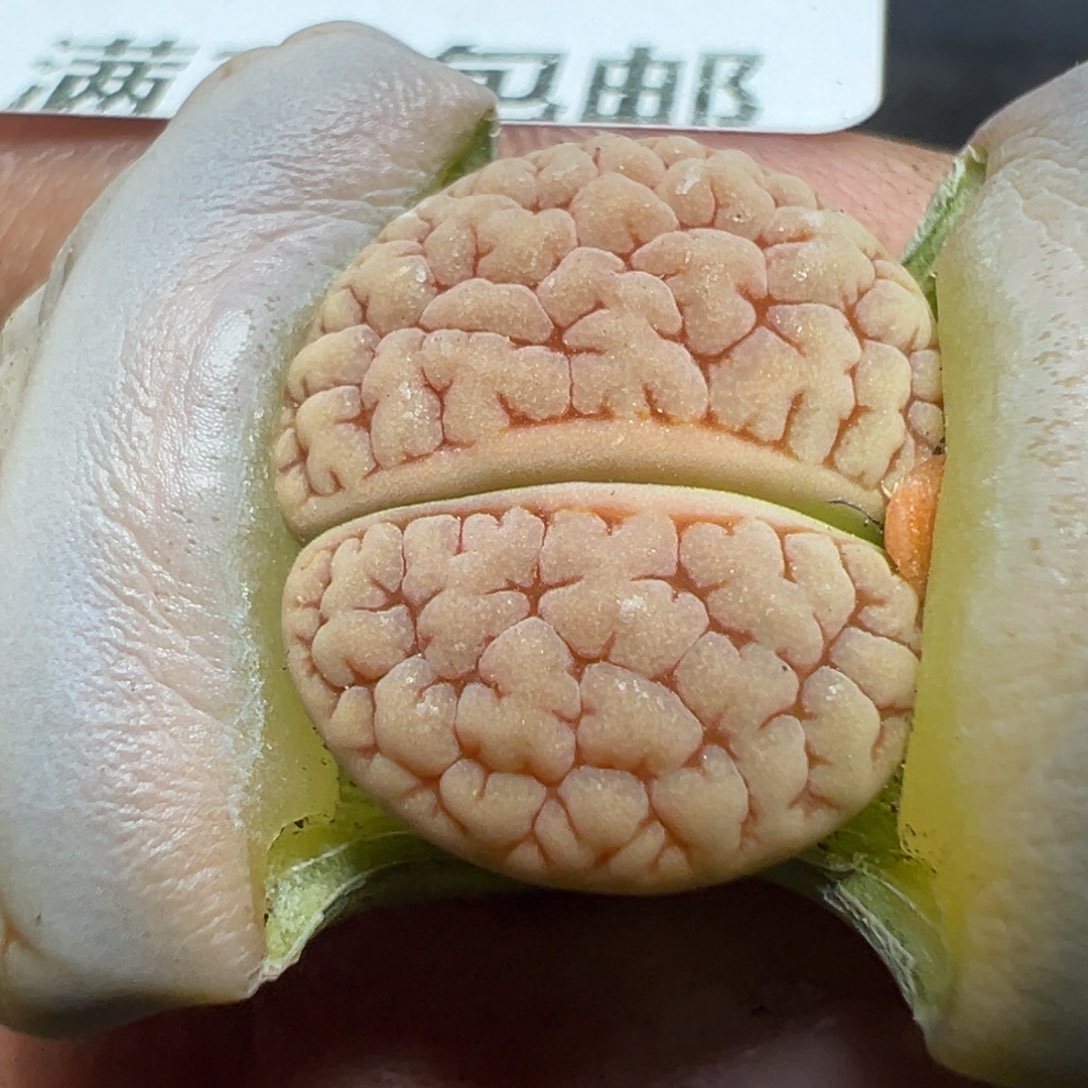 【闪购商品】 156。     