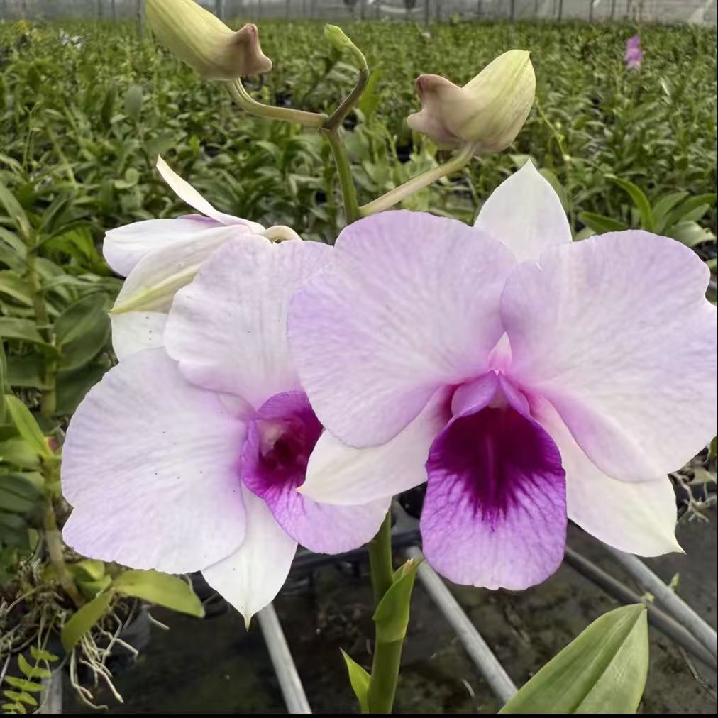 桃红石斛兰双花剑发货买一送一