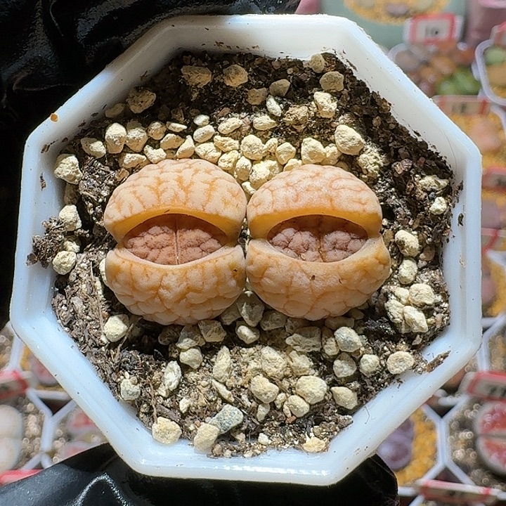 生石花3:：。在。  170号