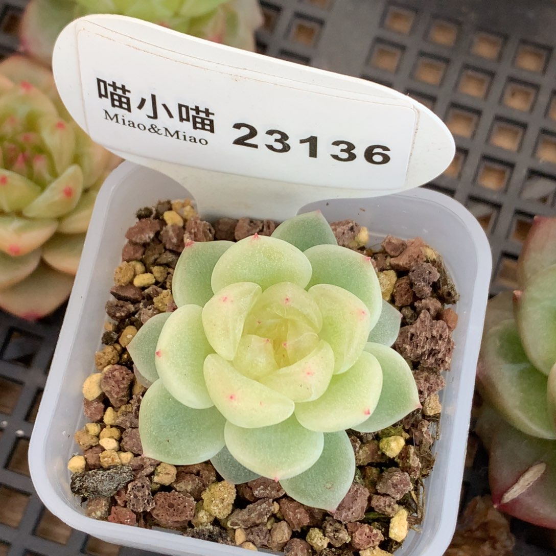 叮***咚多肉植物杂交珍妮