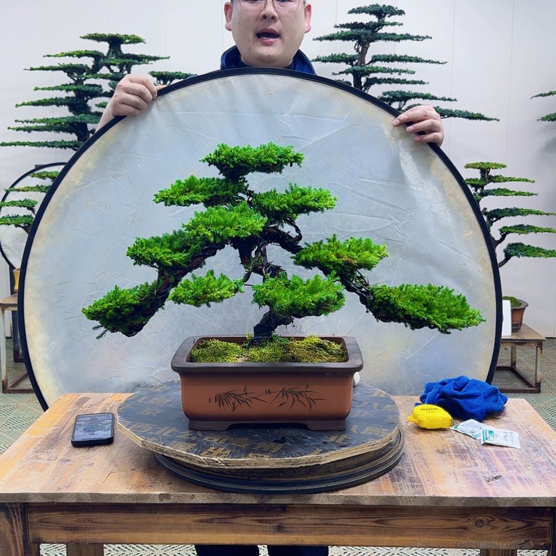 无花朵柏树造型盆景