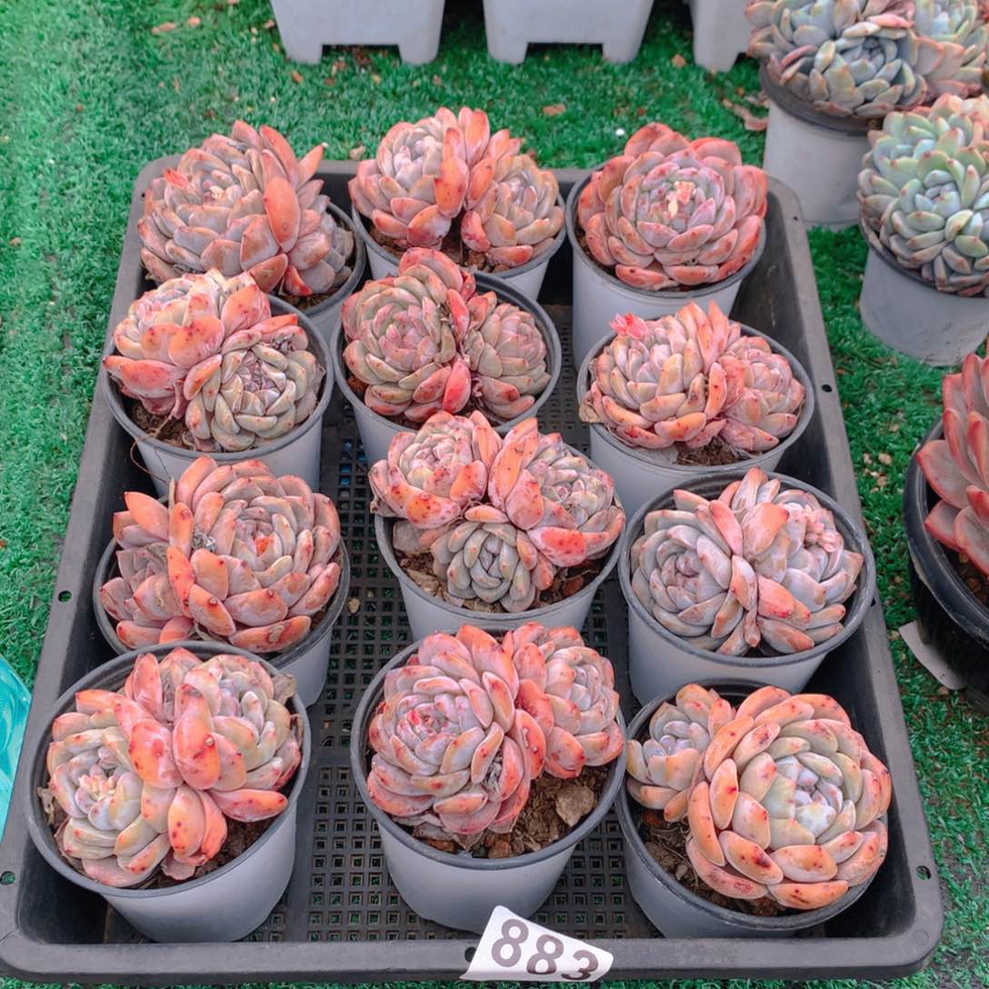 883橙子多肉植物