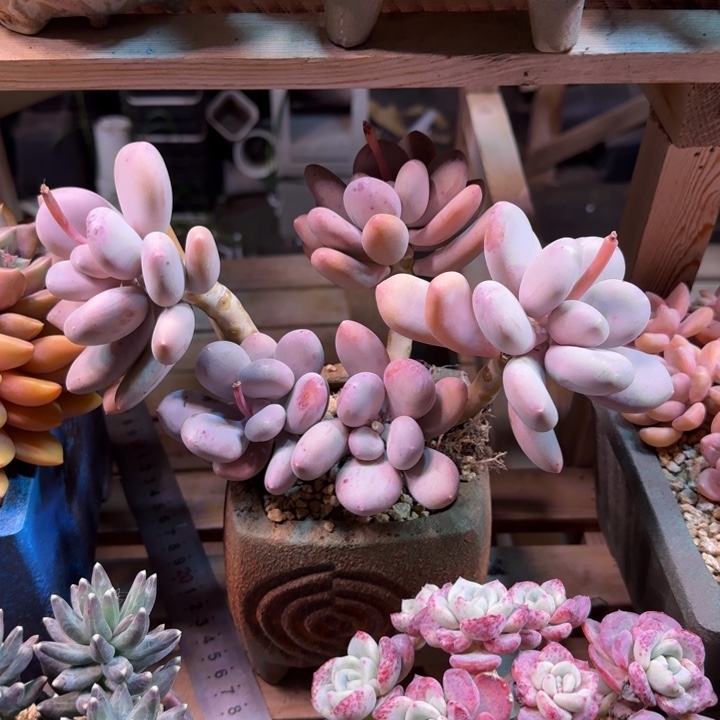 大叶奶多肉植物gongfuxian