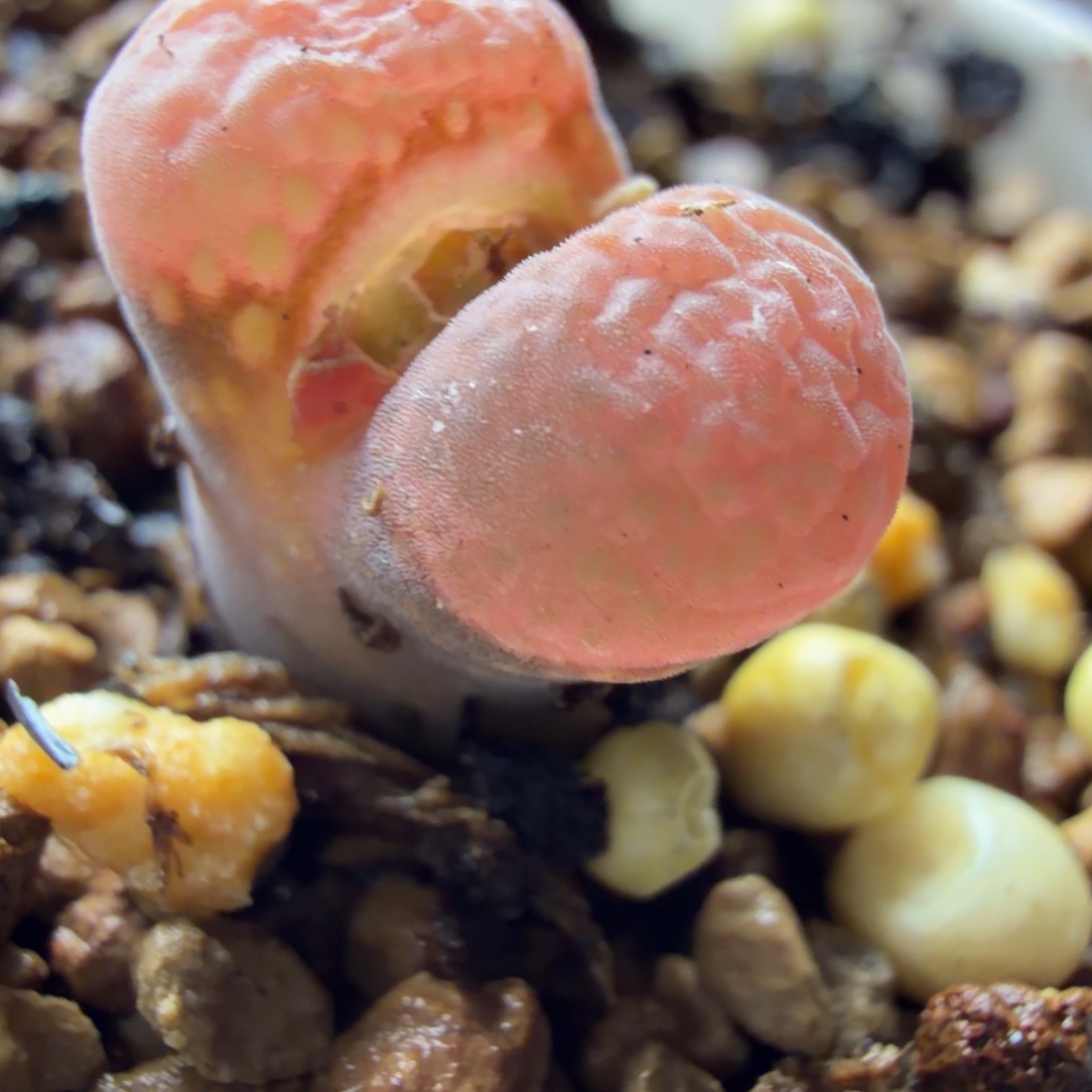 韩版大型风铃精品一颗732号