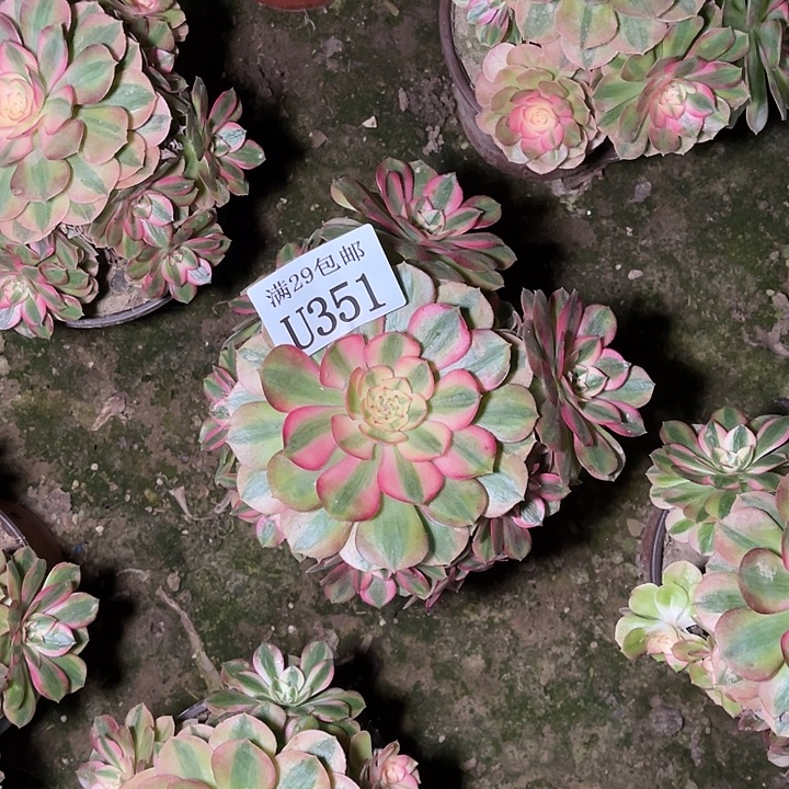 351白荔枝   多肉植物      