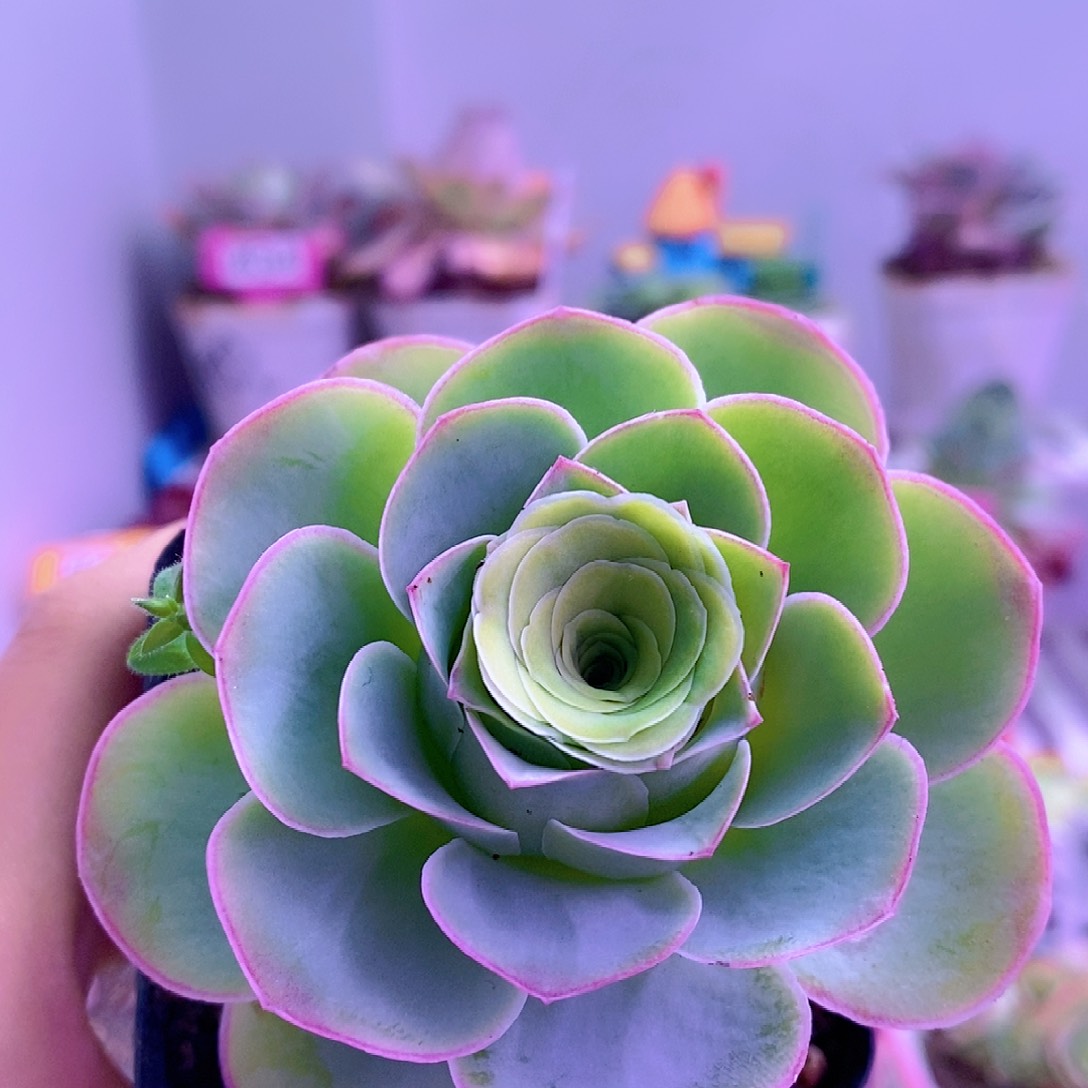 一物一拍山地玫瑰L009