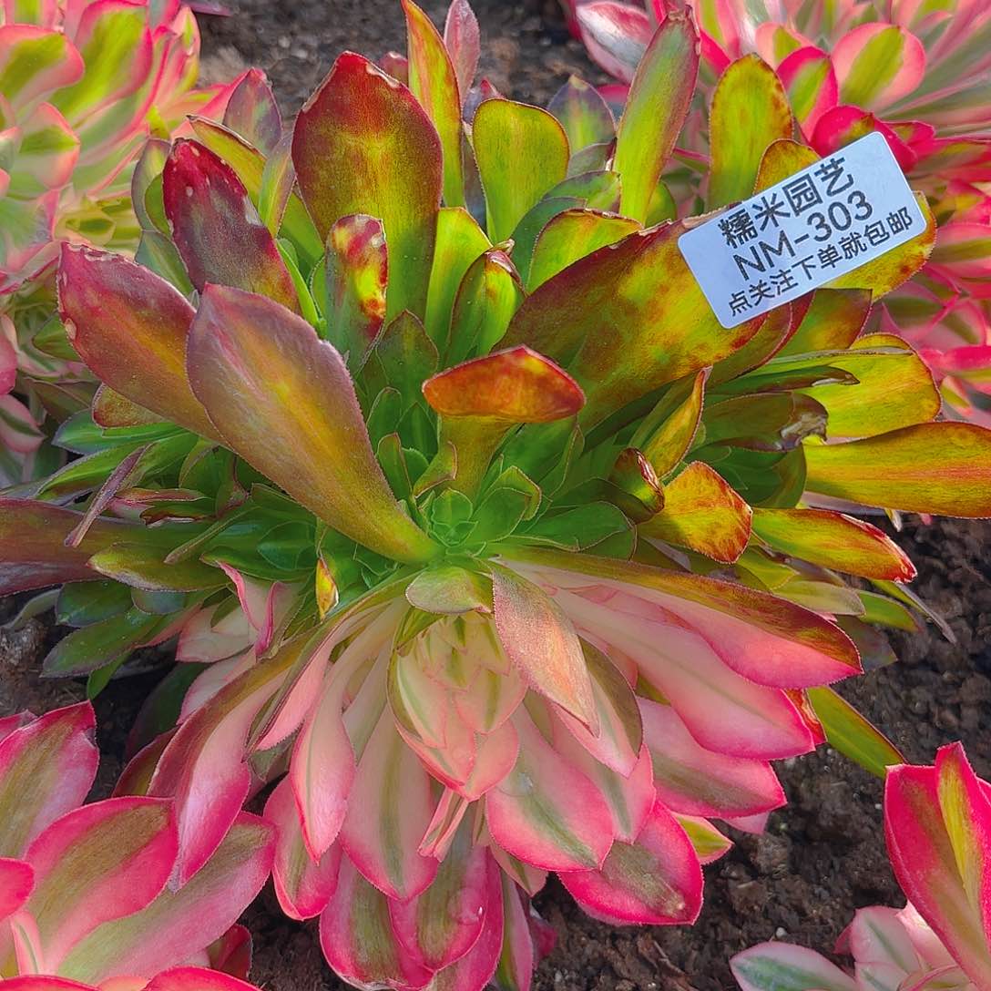 女巫花脸多肉植物303