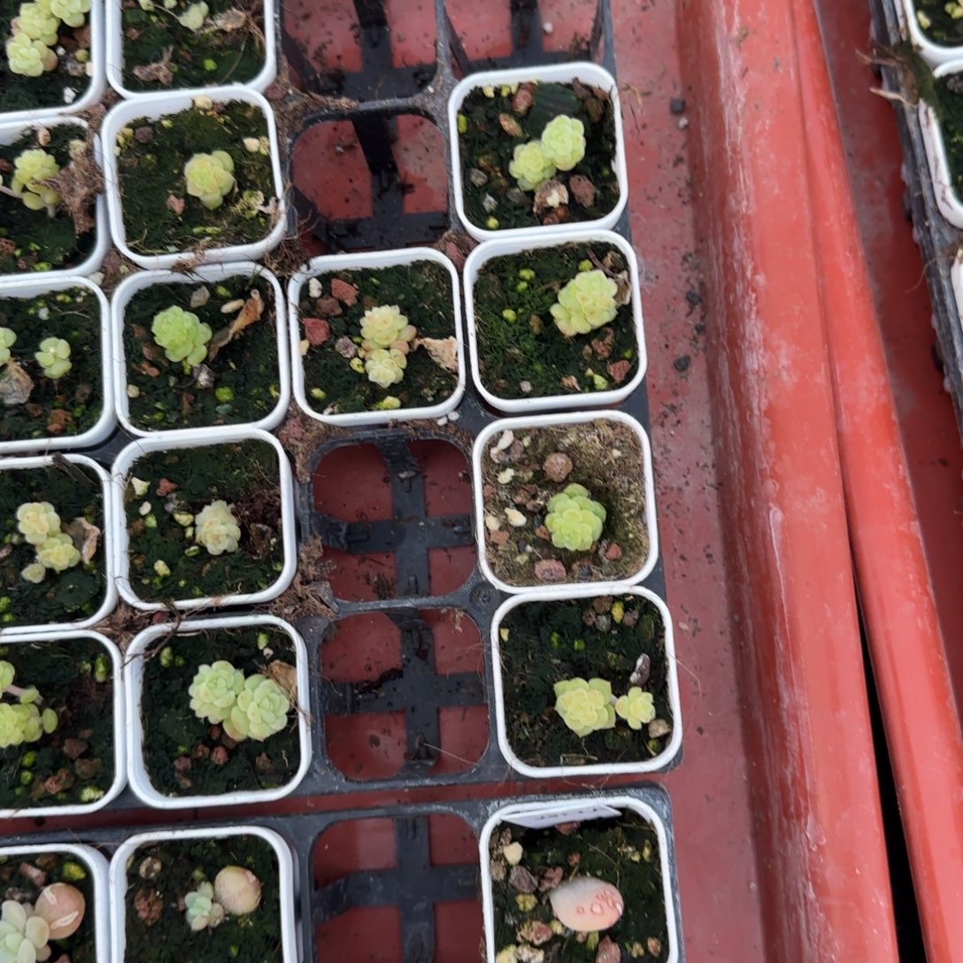 初雪白玻璃盆6床一个满25包邮