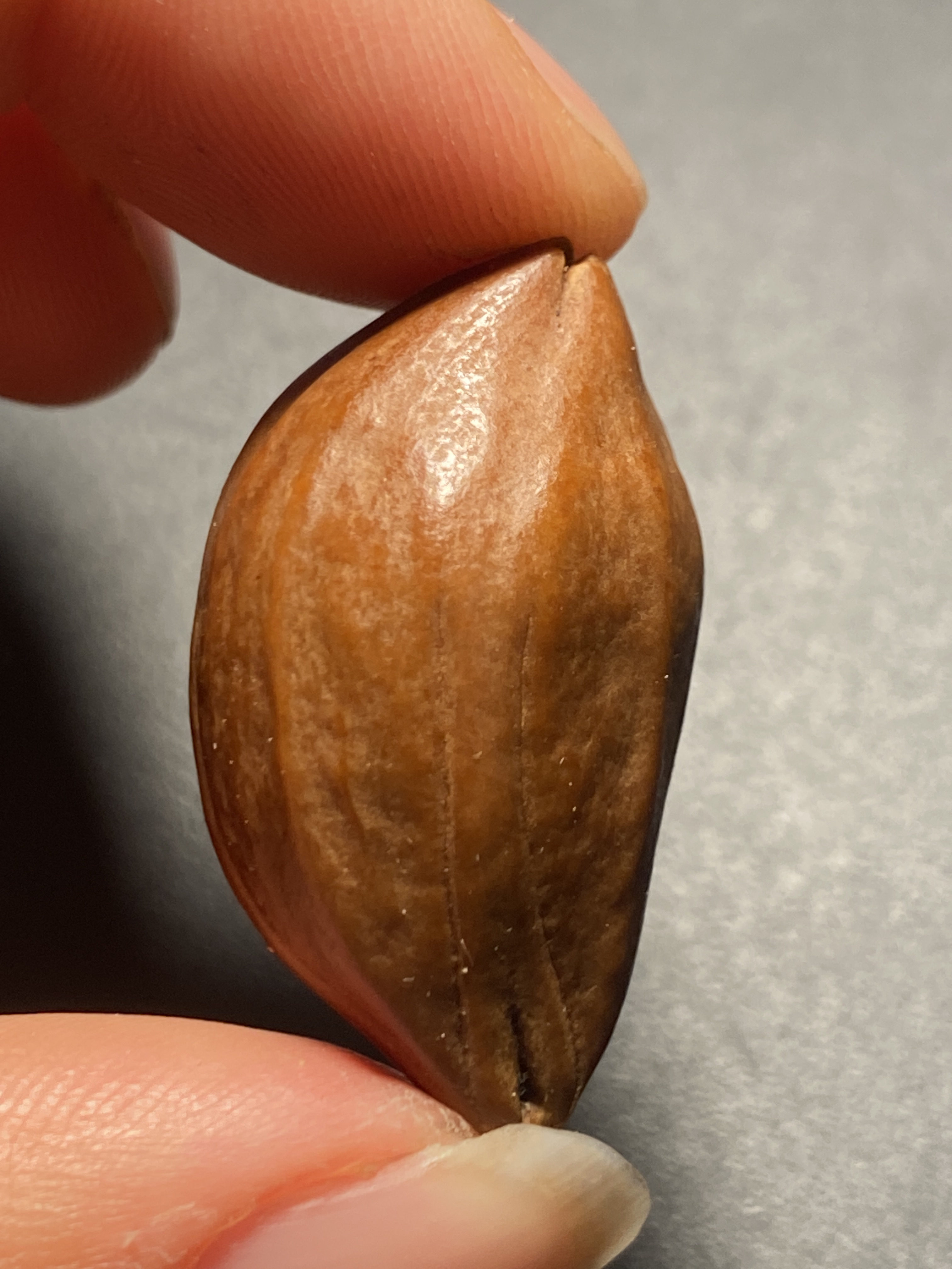 异型核，尺寸1.8*3.2左右