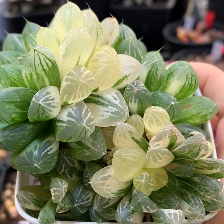 苏州玉露锦带盆土发货