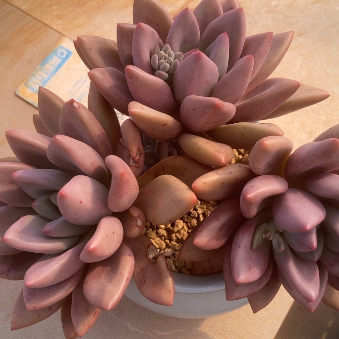 桃花源多肉多肉多肉多肉