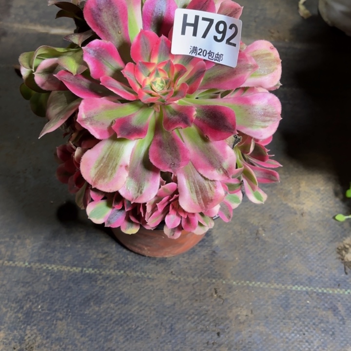 瑞妈，，。。。。。792女巫。