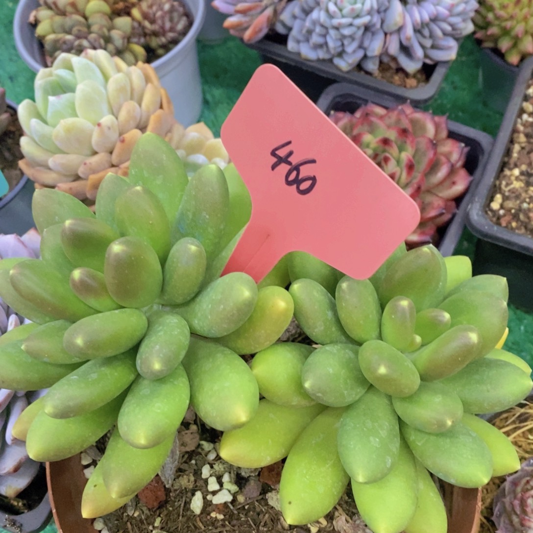 开心多肉，一物一拍，一单包邮，满5给1