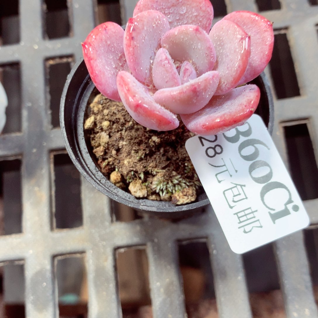 5厘米盆精控多肉360