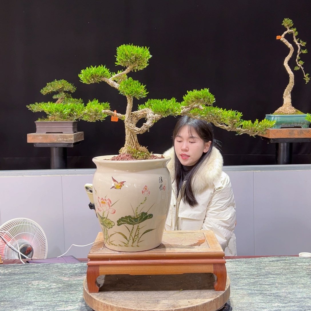 绿植黄杨盆景盆景