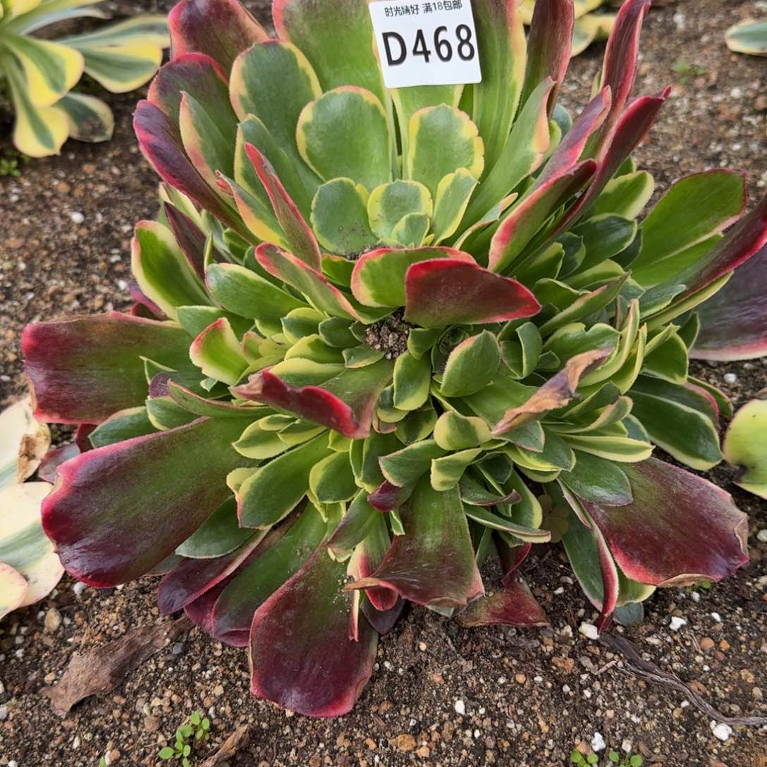 468红体特斯拉。多肉植物