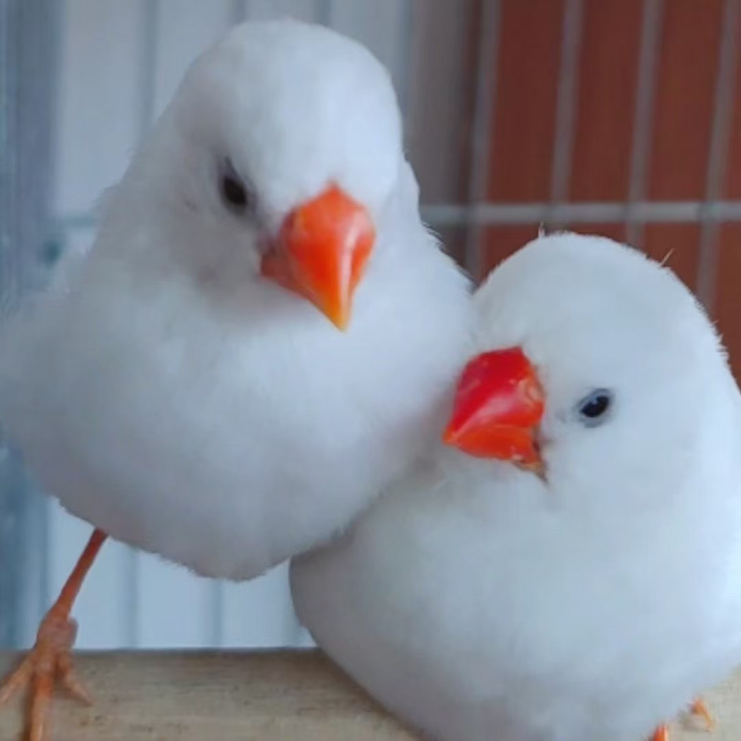 白珍珠鸟、白色珍珠鸟、活体、宠物鸟、好养好繁殖