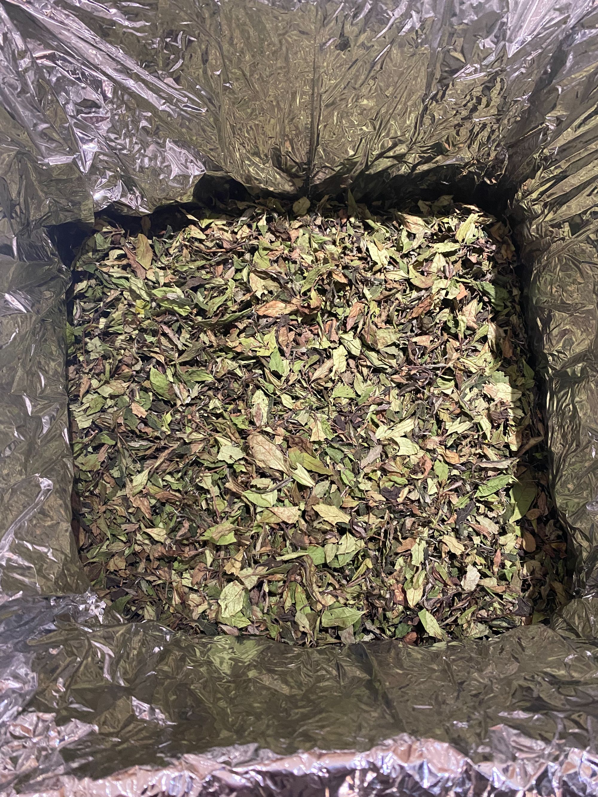 【小宋茶叶】2023荒野群体种小菜茶贡眉 荒野气韵