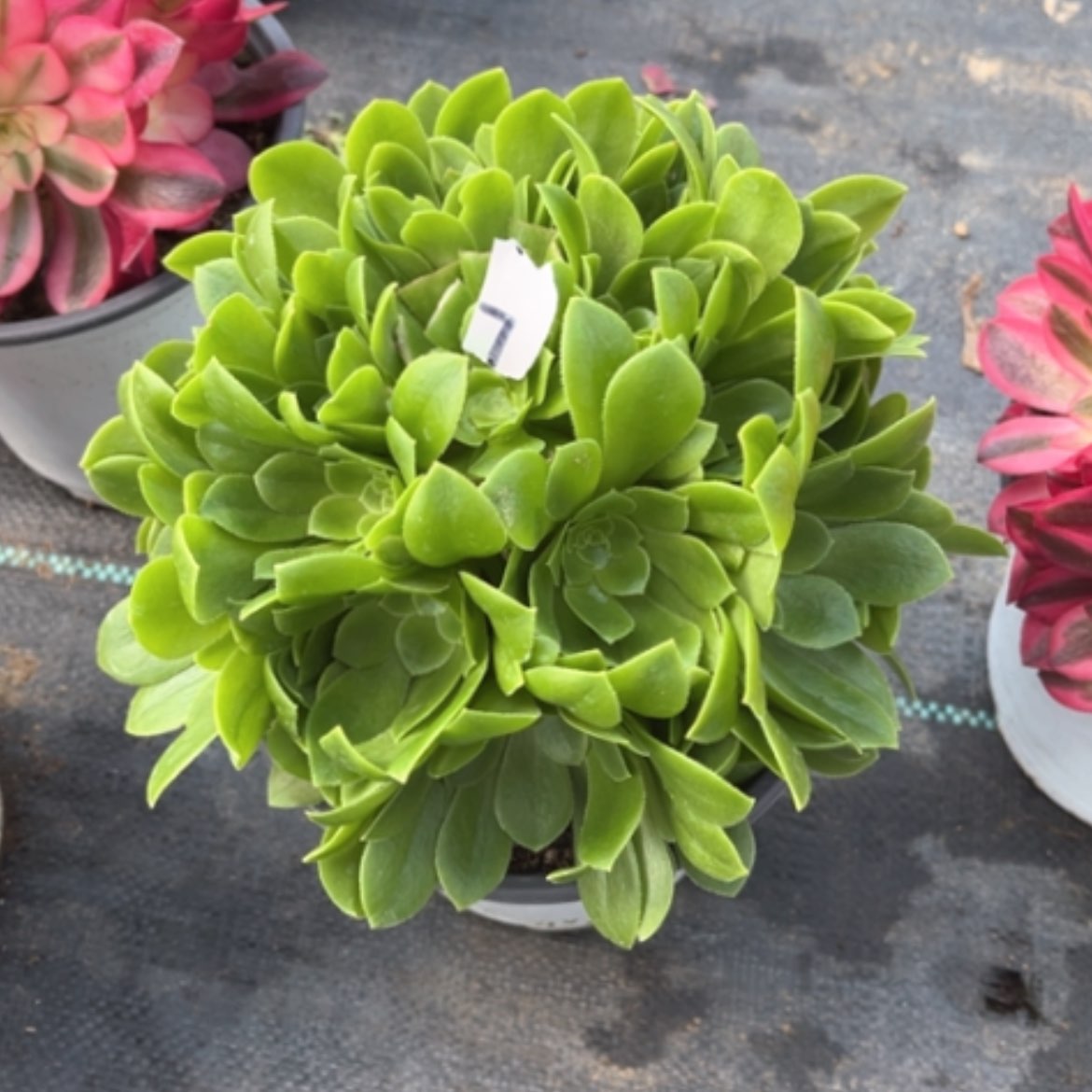 【闪购商品】7绿玫瑰的肉法师