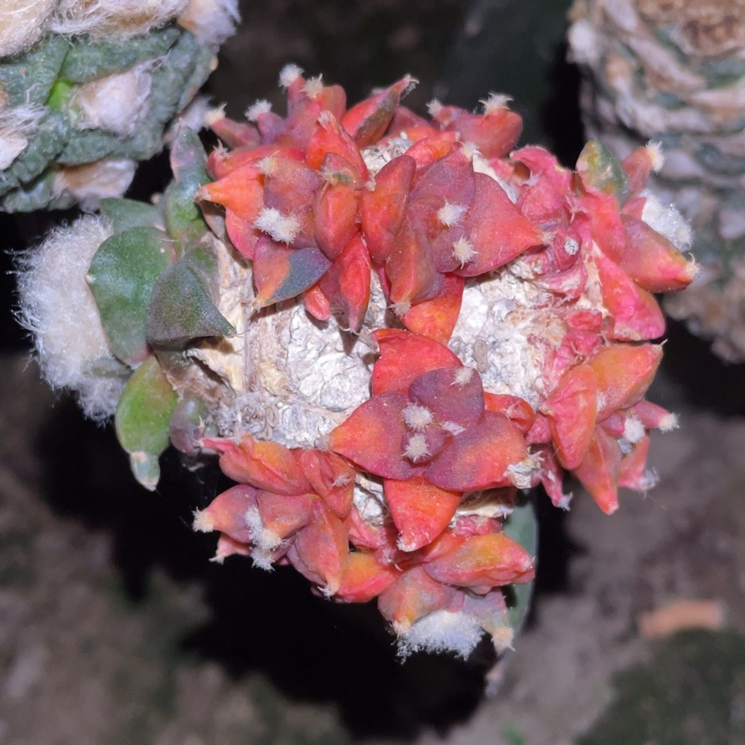 岩牡丹锦群体 仙人球开花