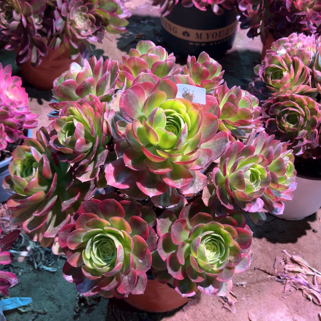 多肉植物奶白863