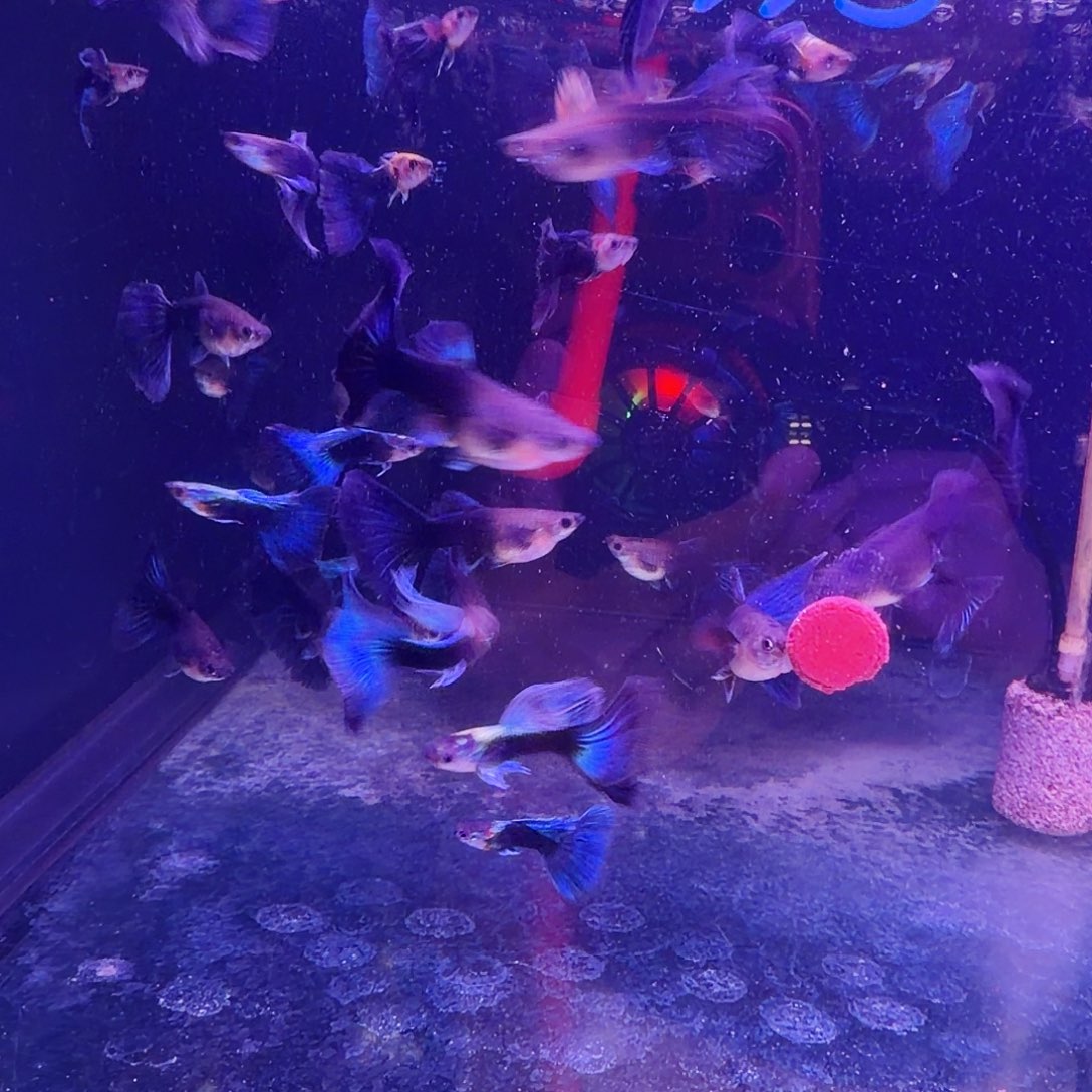 孔雀鱼蓝礼服3对(2对送1对备损)