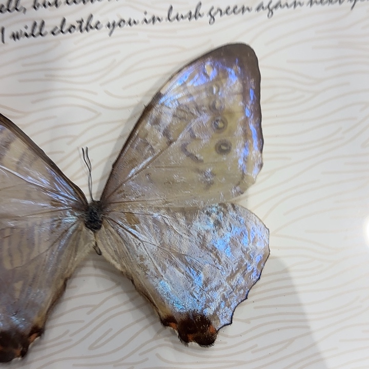 亦***年蝴蝶标本定制099@