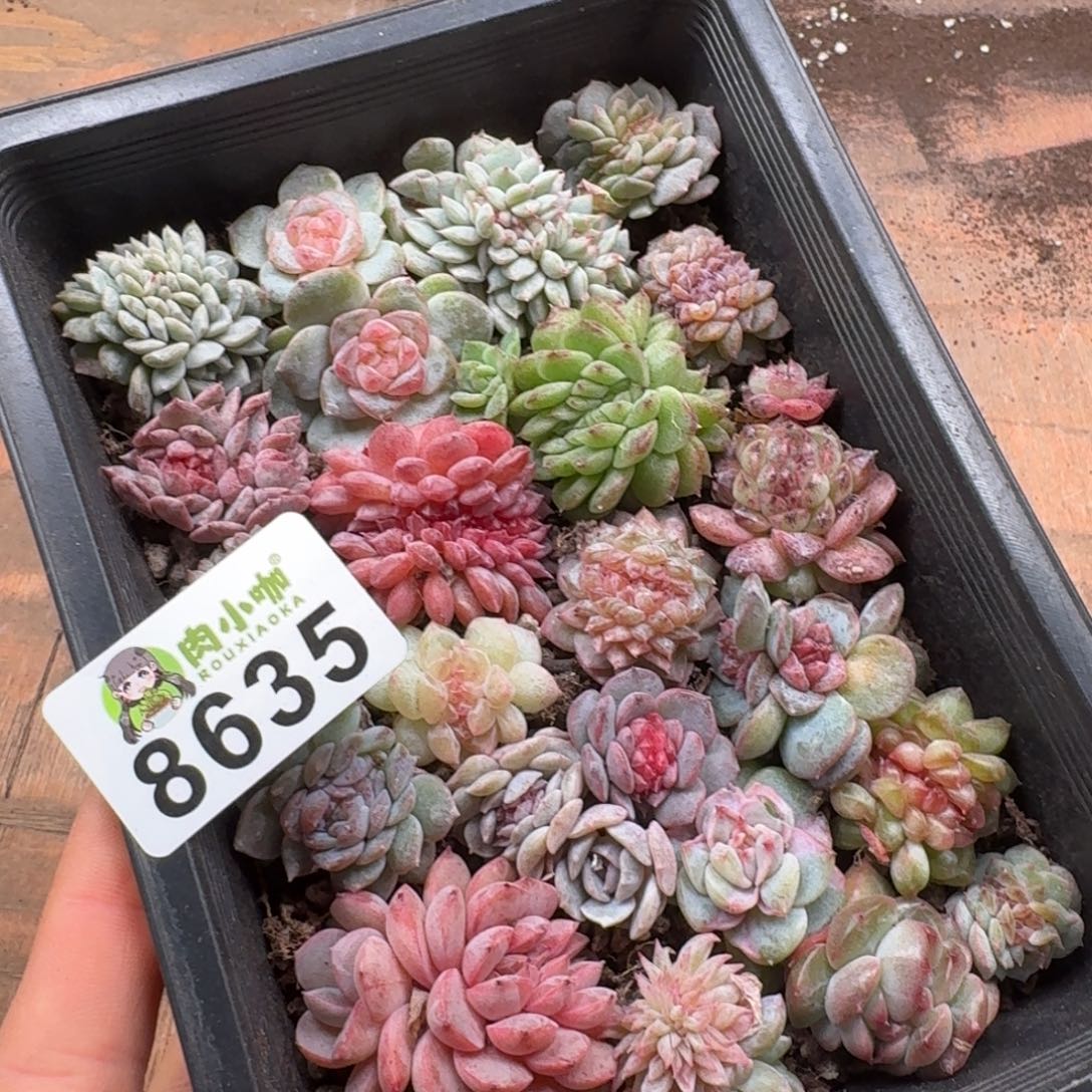 日****多肉植物多肉植物