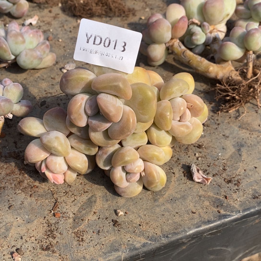 粗砂花盆彦*YD013年后发