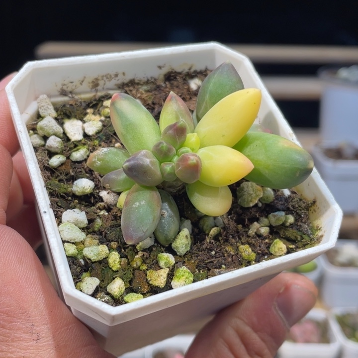 千代田锦缀625号的多肉啊