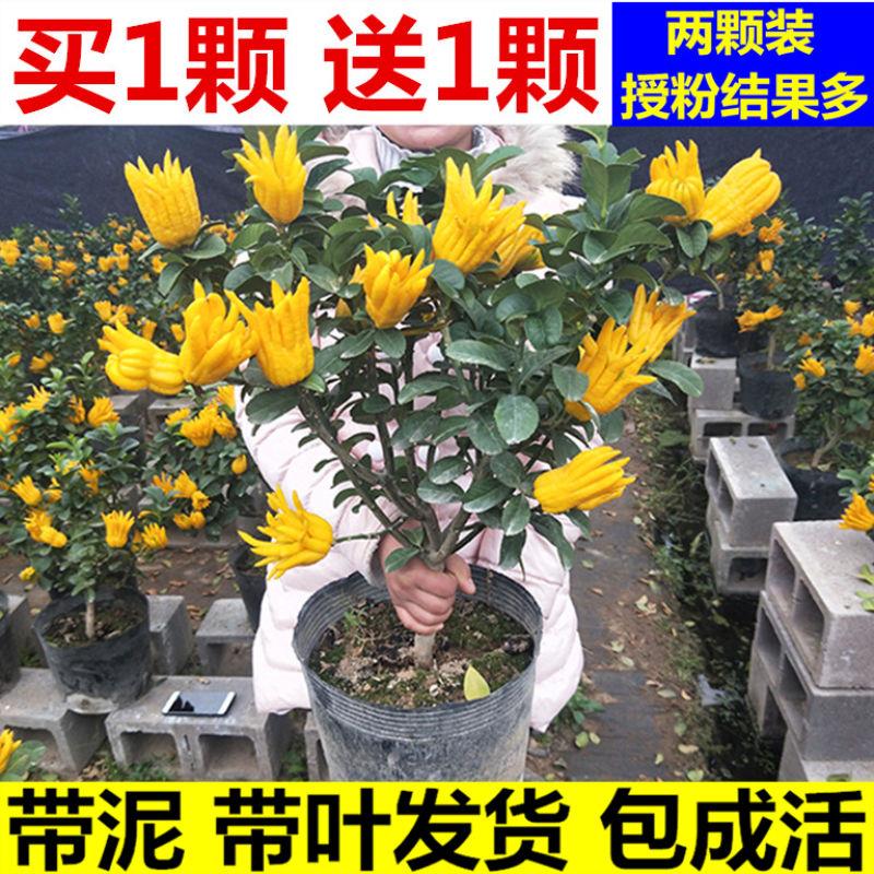 金佛手树苗盆栽柠檬果苗四季常青佛手柑当年结果阳台庭院绿植盆景