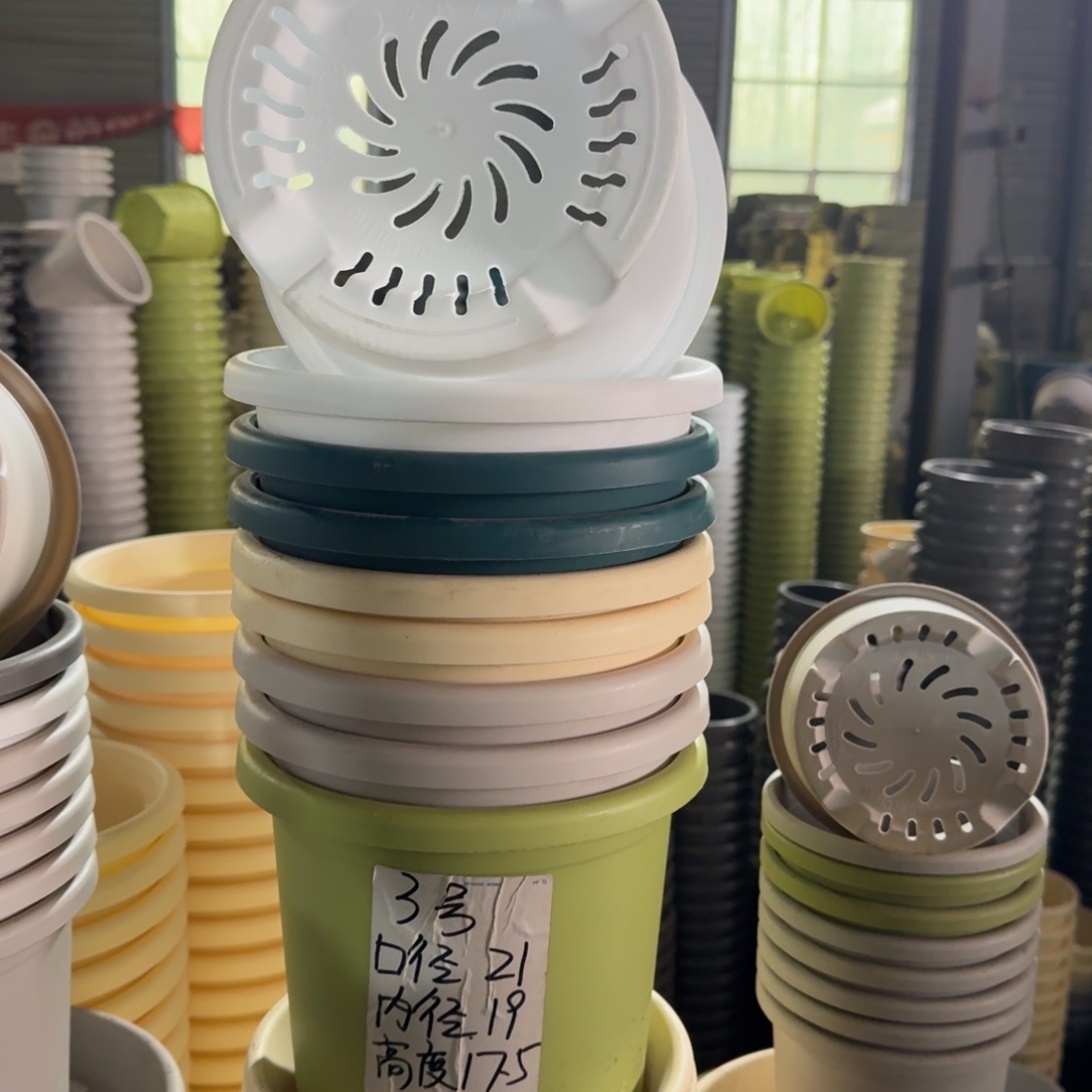 四季3号10个果绿色的无托