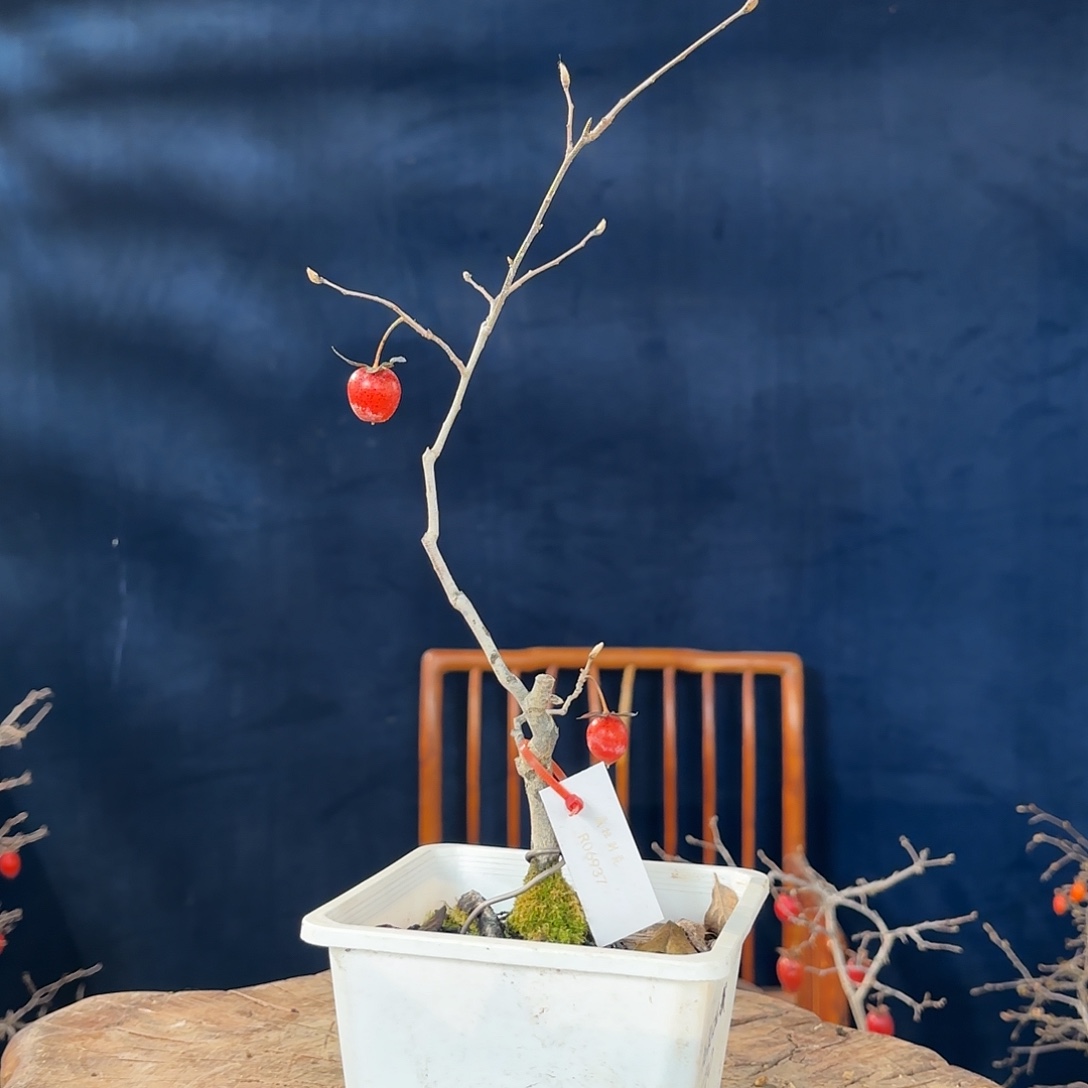 *****哈哈哈哈哈哈哈哈哈哈