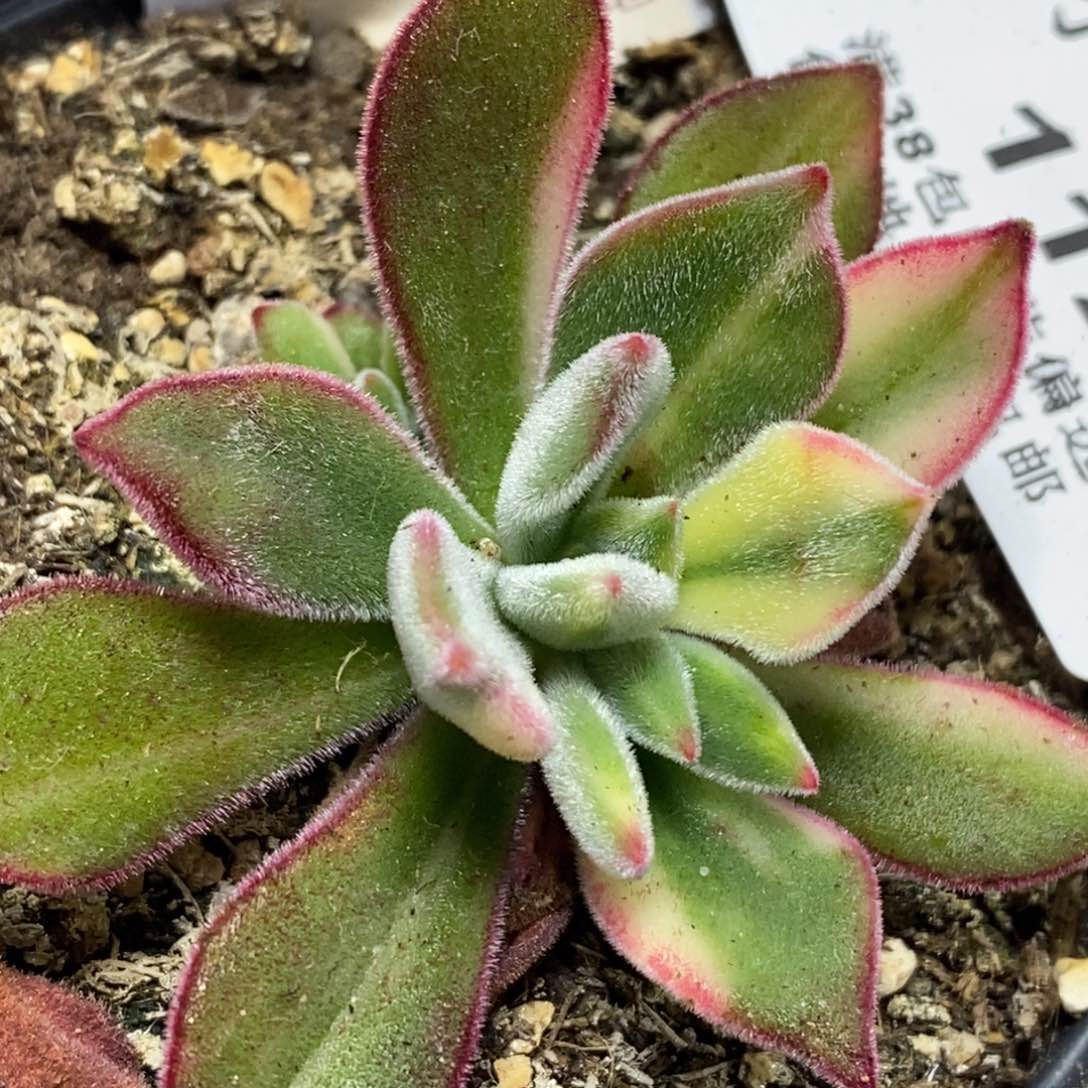 1121锦晃星锦 小方花圃一物一拍