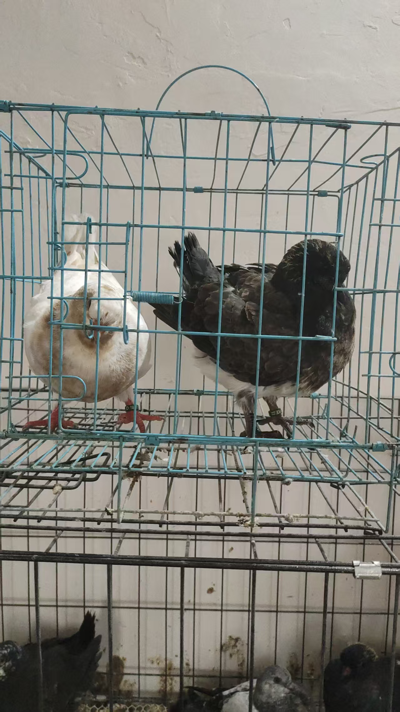 精品圆环鸽子大头咪咪眼