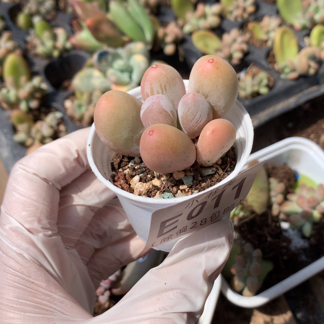 011 米可奶酪多肉