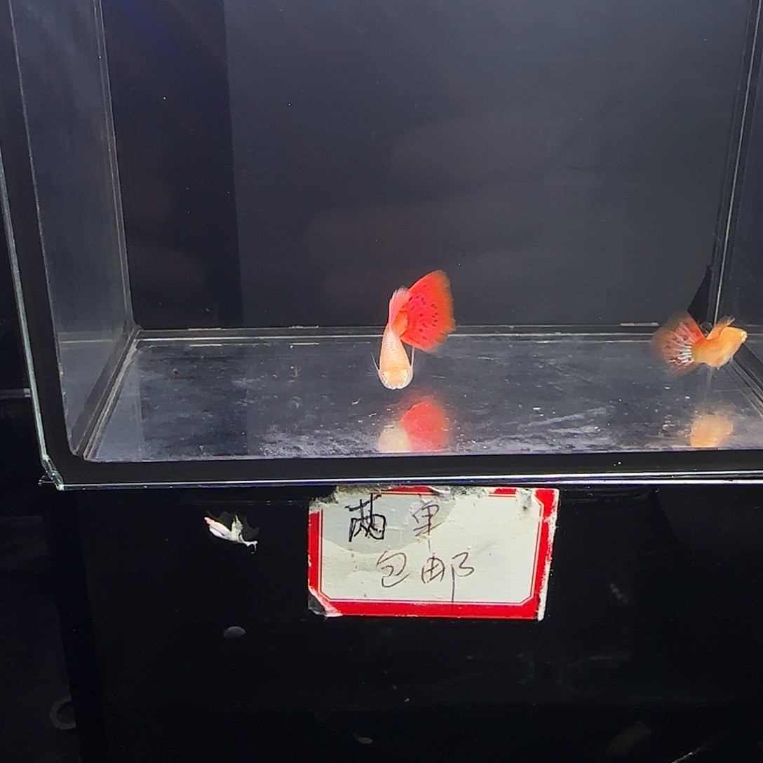 孔雀鱼蛇纹红尾一对