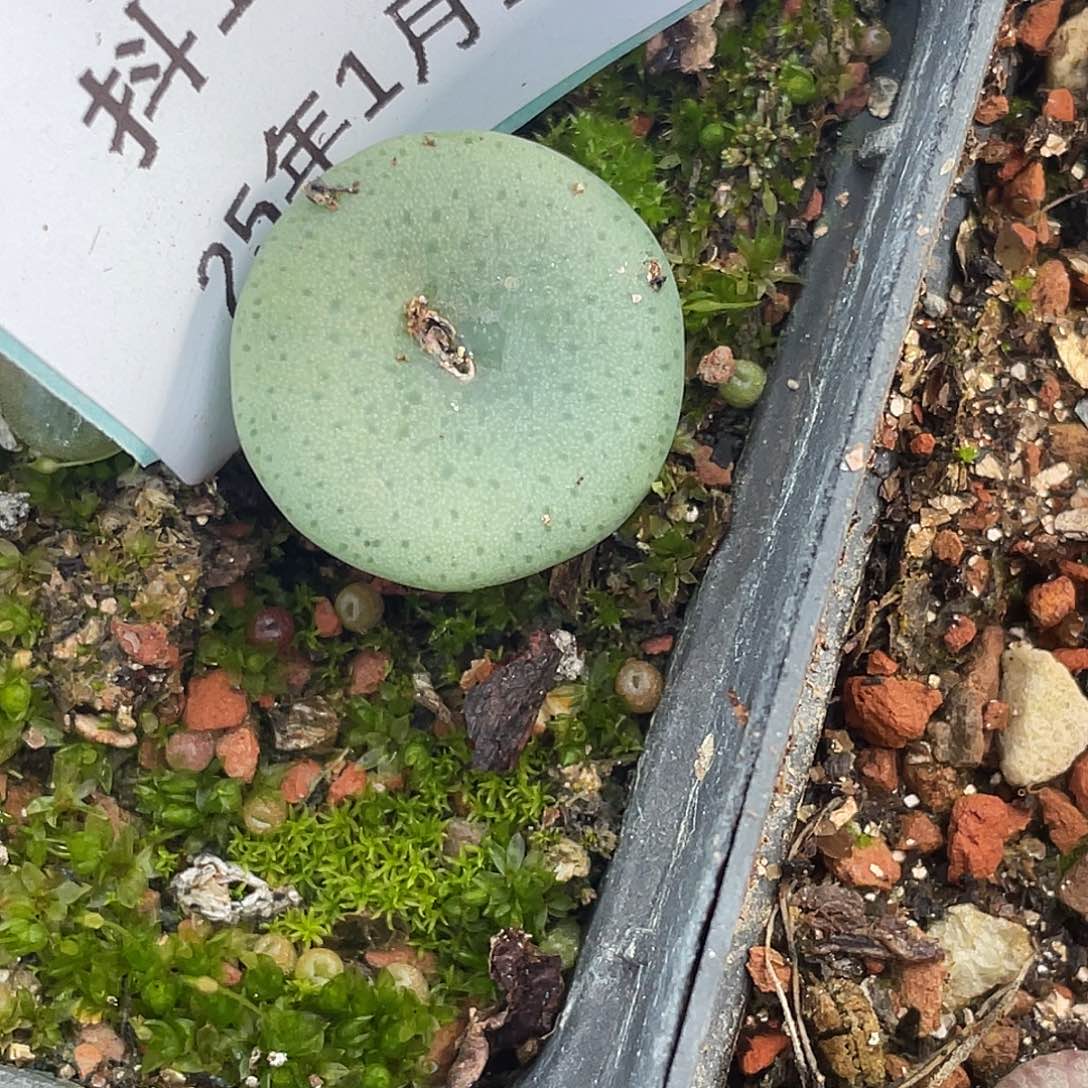 阿**林16-15酒杯多肉植物