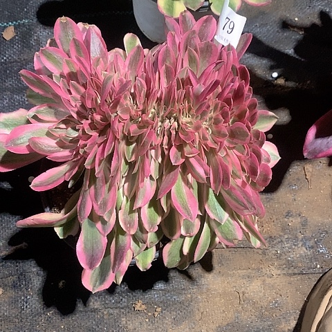 679女巫多肉缀化