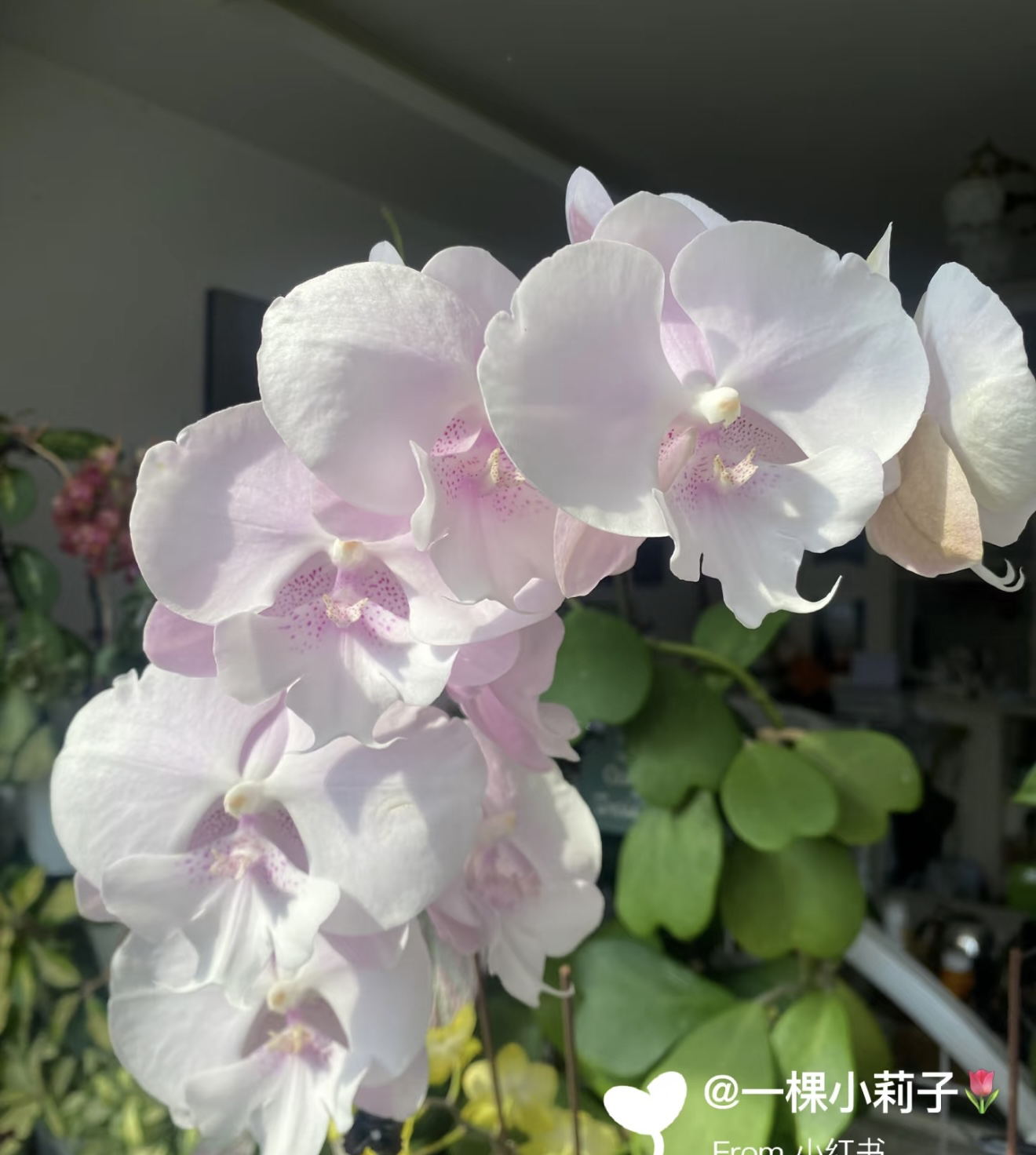 【花间集】ch1400蜜雪蝴蝶兰3.5寸杯不带剑仙气大舌头大花型苗子