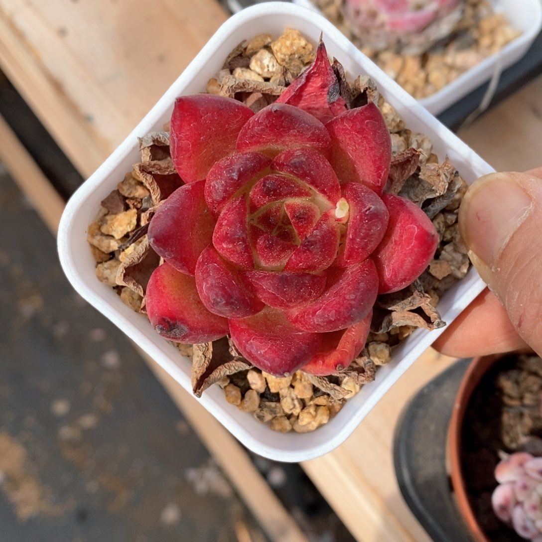 精品多肉一物一拍不包整87