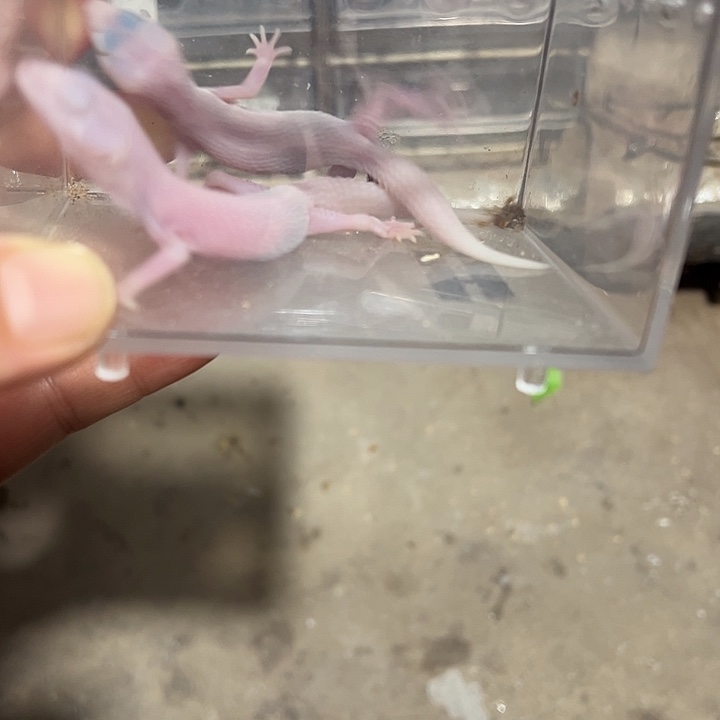 北***）豹纹守宫72小时加热包加两只苗